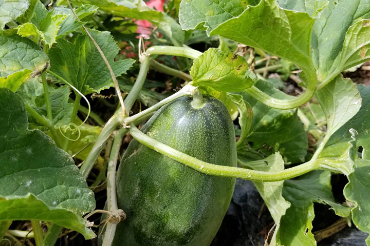 自社農場・豆狸ファーム