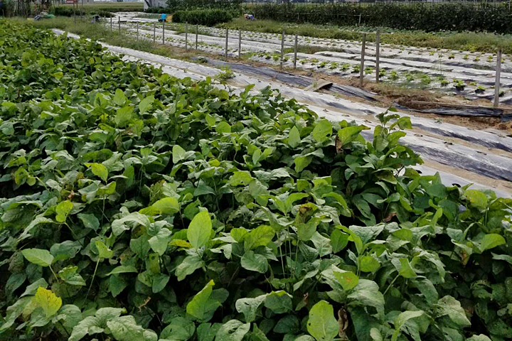 豆狸ファームが目指すもの